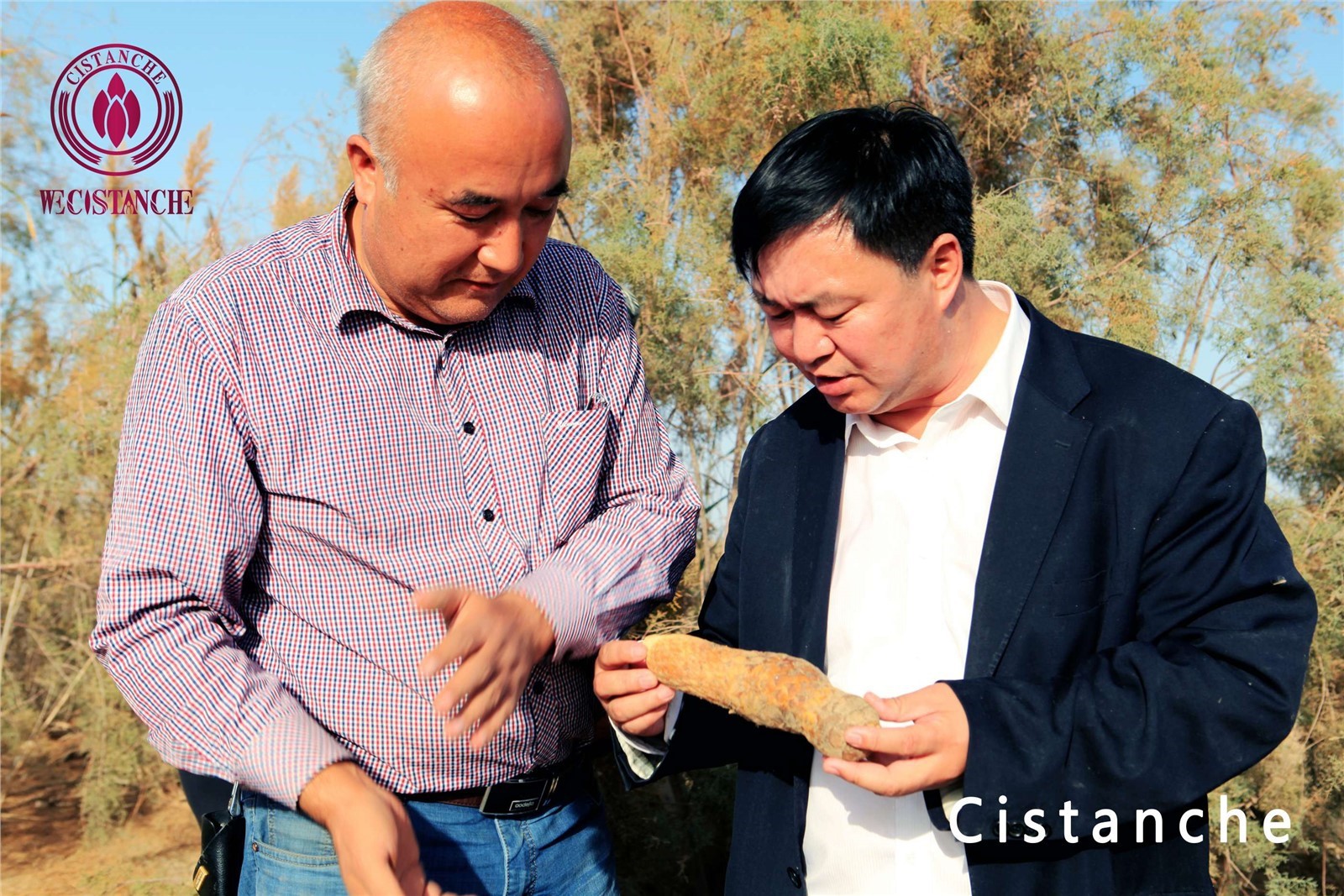 when to take cistanche