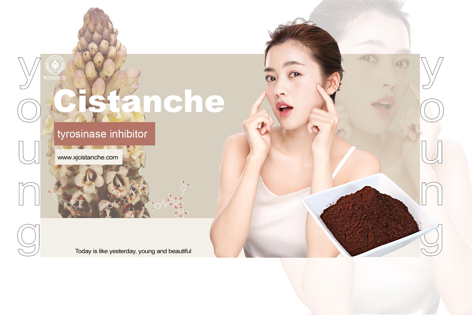 cistanche powder bulk cistanche powder bulk