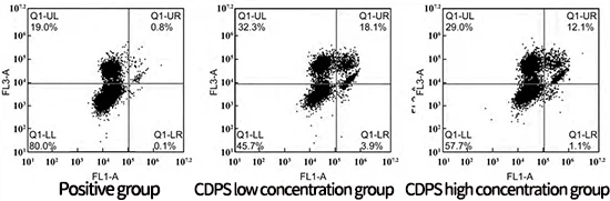 Figure 1 Flow cytometry analysis of CDPS on A β Protective effect of 25-35 induced apoptosis in PC12 cells Figure 1 Flow cytometry analysis of CDPS on A β Protective effect of 25-35 induced apoptosis in PC12 cells