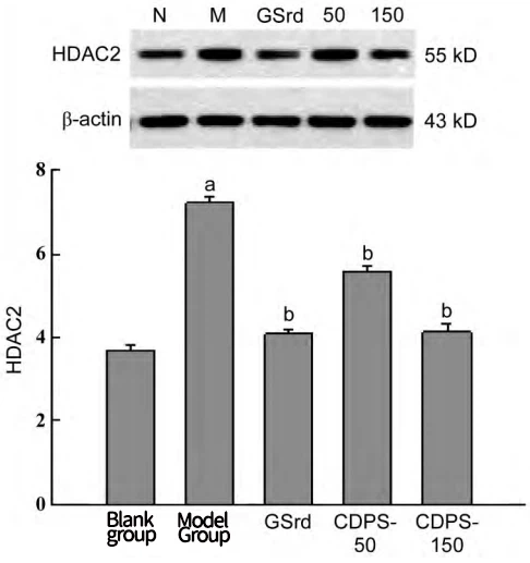 Figure 3 Effect of CDPS on the expression of P300/CBP (A) and HDAC2 protein (B) in PC12 cells Figure 3 Effect of CDPS on the expression of P300/CBP (A) and HDAC2 protein (B) in PC12 cells