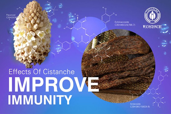 Cistanche deserticola—improve immunity   -
