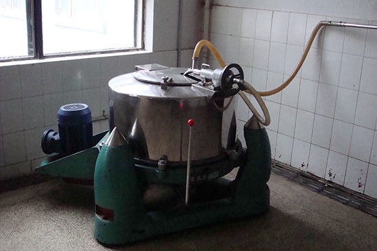 cistanche production