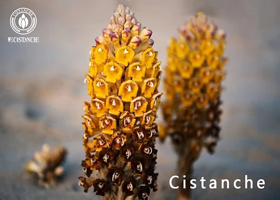 Cistanche deserticola Y.C.Ma (4)