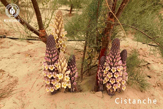 Cistanche deserticola florescence Cistanche deserticola florescence