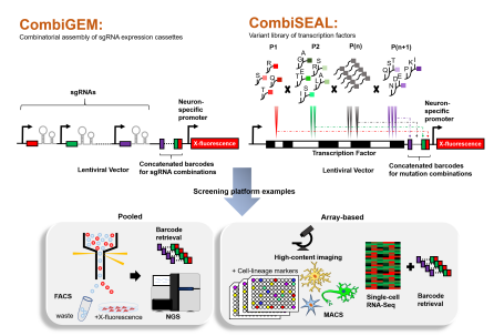 cistanche nootropics depot