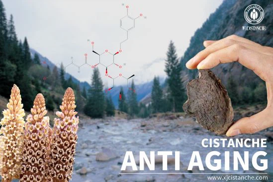 cistanche research
