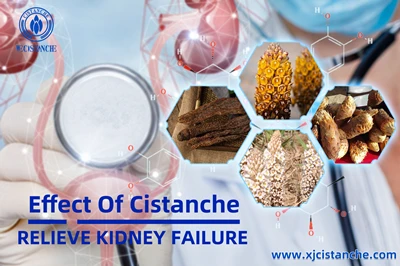 Cistanche benefits Cistanche benefits