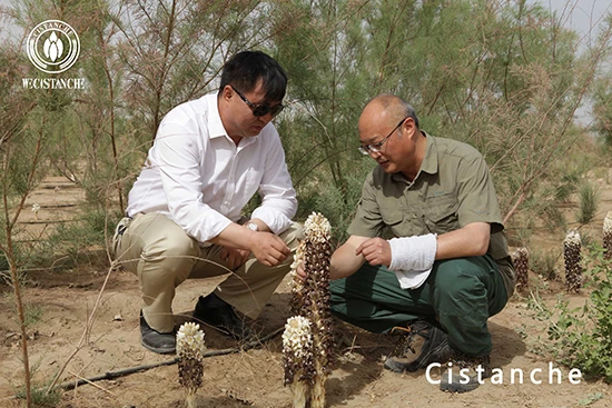 Professor Cistanche Research on the Growth of Cistanche deserticola
