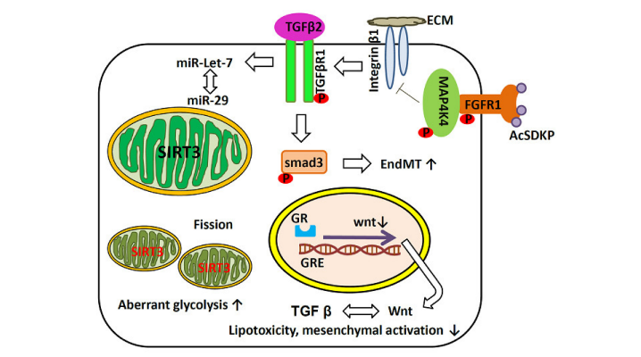 cistanche tubulosa benefits
