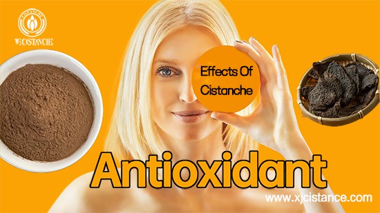 Desert living cistanche—Antioxidant