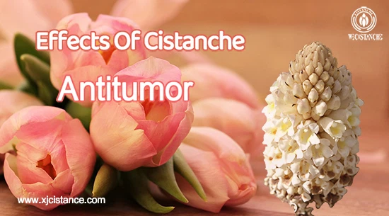 Benefits of cistanche tubulosa-Antitumor