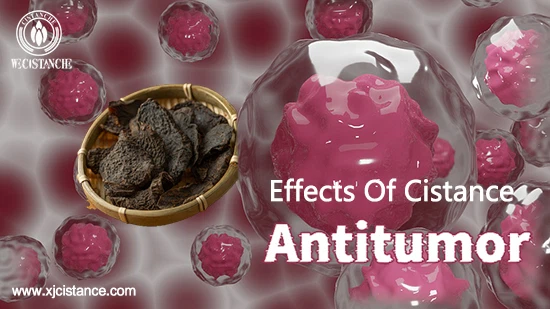 effects of cistance-antitumor
