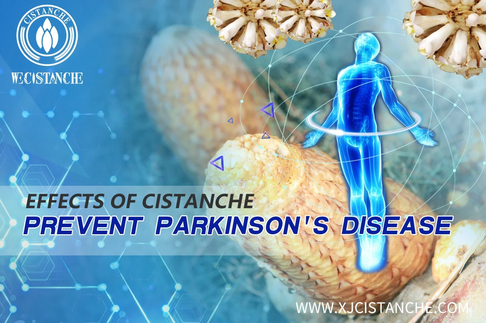 cistanche negative effects