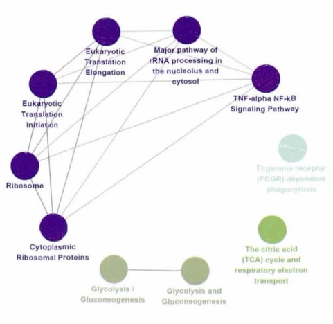Fig. 5 Pathway enrichment analysis for the targets of low molecular weight saccharides from Cistanche deserticola