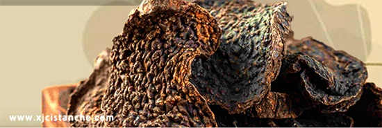 Desert living cistanche