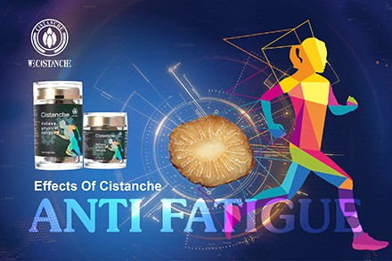 anti-fatigue function cistanche  (1)