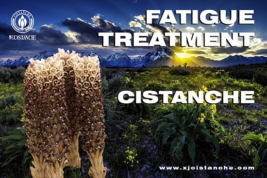 anti-fatigue function cistanche  (23)