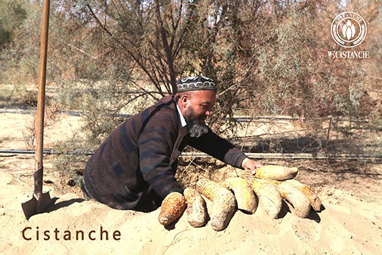 Harvest of Cistanche deserticola 