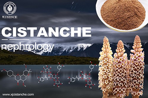 cistanche-nephrology-5(41)