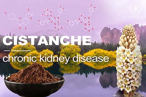 cistanche herbs for liver fobrosis cistanche herbs for liver fobrosis