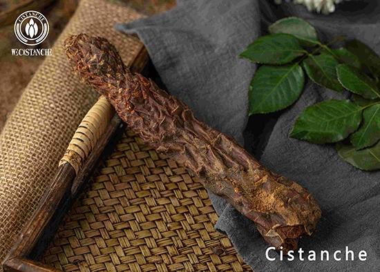 what does cistanche do