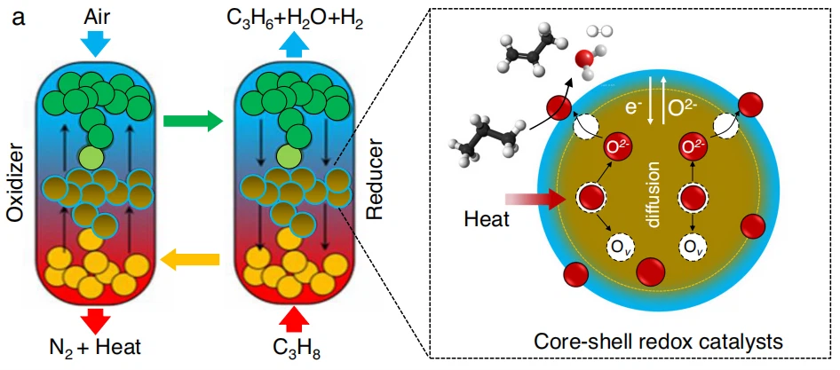 cistanche anti-oxidation research