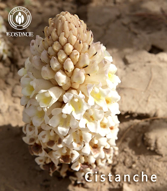 cistanche tubulosa benefits and side effects cistanche tubulosa benefits and side effects