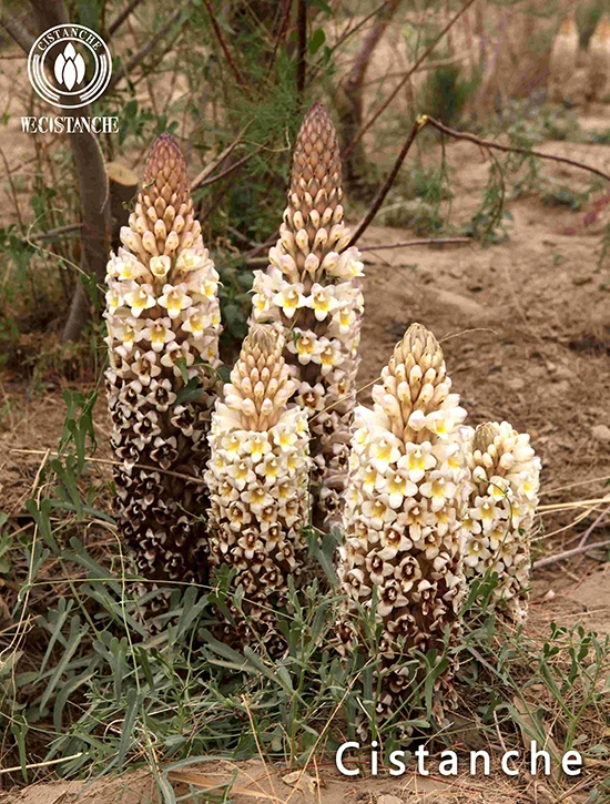 dragon herbs cistanche