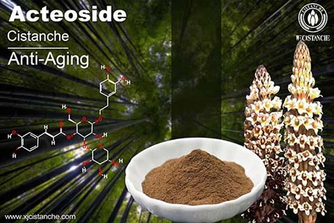 Acteoside in Cistanche (6)