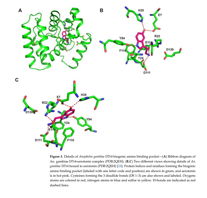 cistanche penis growth