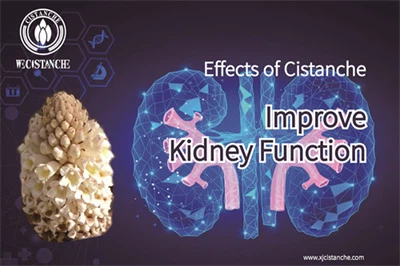 Cistanche benefits