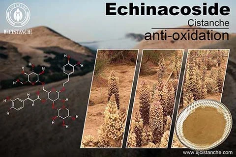 best herbs for covid best herbs for covid