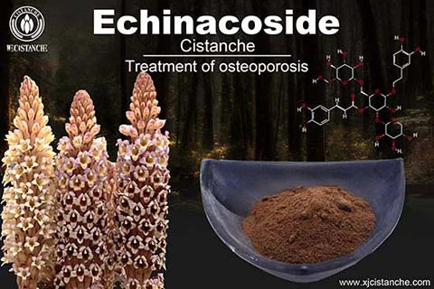 best herbs for bone growth