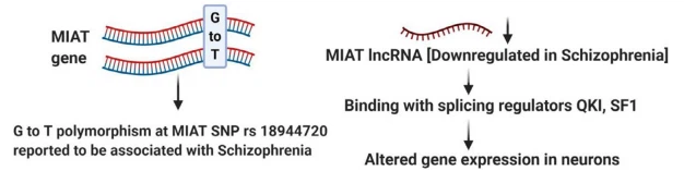 image Fig. 6 – Regulatory role of MIAT in schizophrenia.