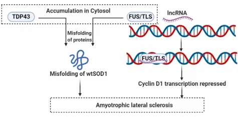 image Fig. 7 – Regulatory role of lncRNAs in ALS