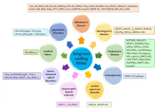 image Fig. 8 – Regulatory role of various lncRNAs against neurological and psychiatric disorders.