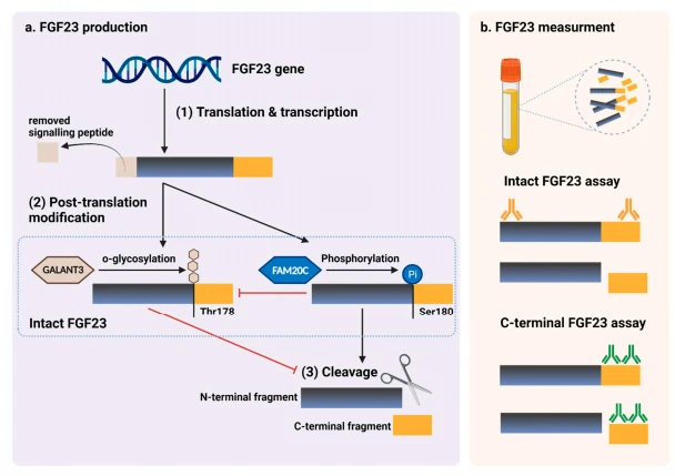 Figure 4 Figure 4