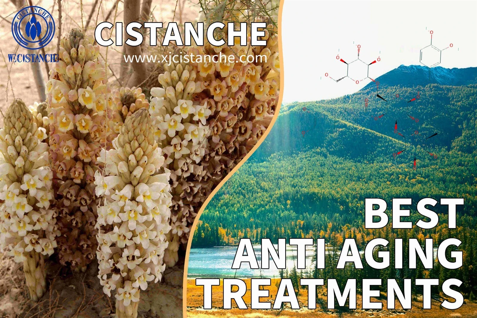 how to take cistanche how to take cistanche
