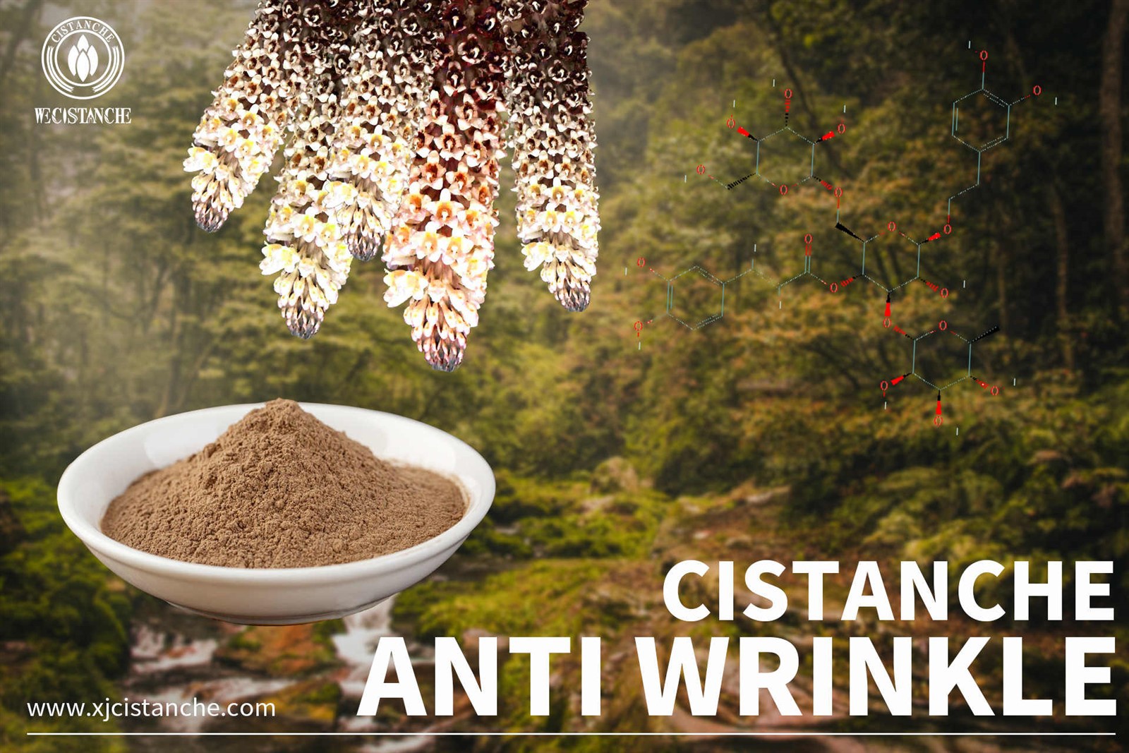 cistanche supplement