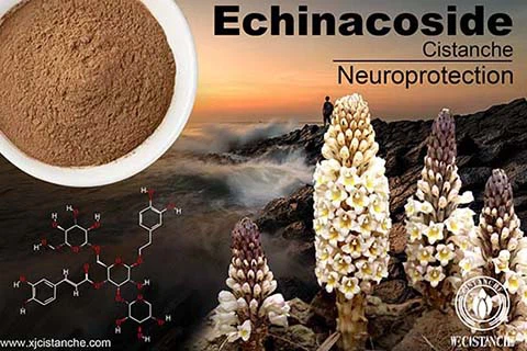 Echinacoside benefits in cistanche