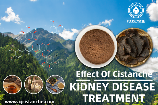 BEST HERBS FOR kidney disease BEST HERBS FOR kidney disease