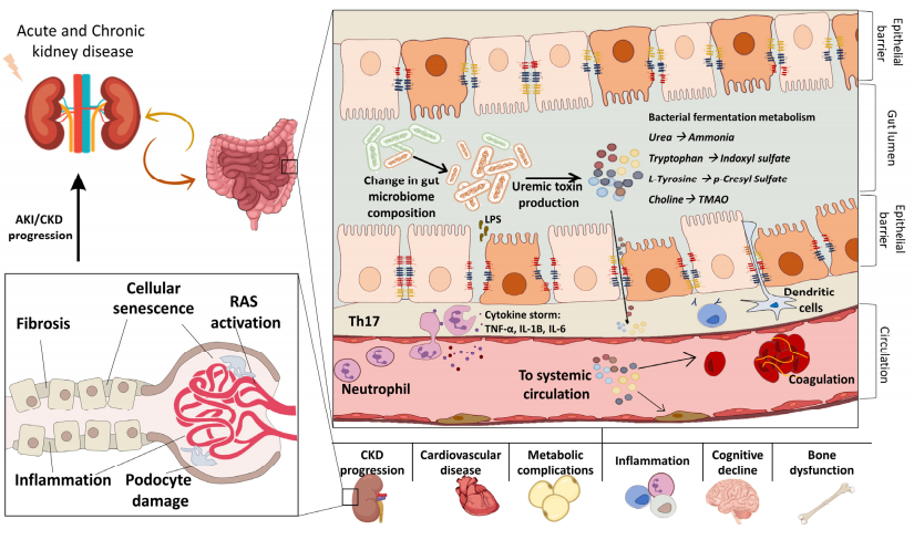 Cistanche for Kidney disease