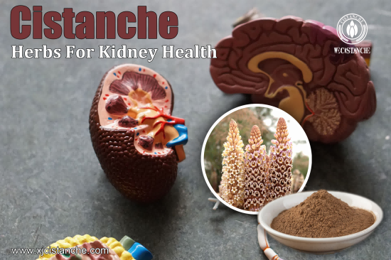 CISTANCHE SUPPLEMENTS FOR KIDNEY DISEASE