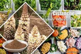 CISTANCHE FOR CKD
