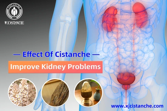 CISTANCHE FOR CKD
