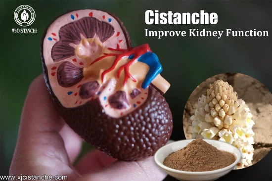cistanche for ckd