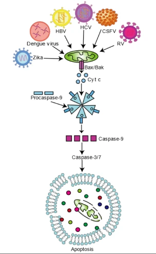 Figure 2 Figure 2
