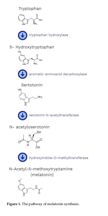 20% CISTANCHE TUBULOSA EXTRACT FOR KIDNEY 20% CISTANCHE TUBULOSA EXTRACT FOR KIDNEY