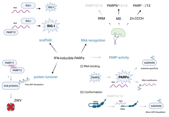 Figure 3. IFN-regulated PARPs as sensors of foreign RNA and possible consequences of this interaction.