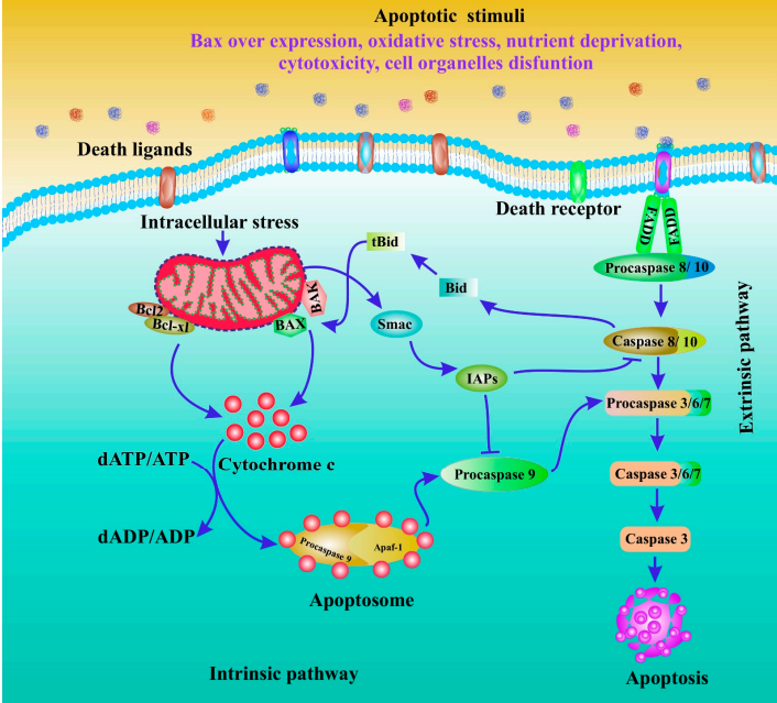Figure 1. Role of apoptosis in cancer treatment
